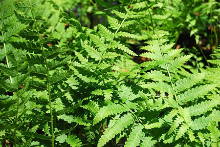 Cinnamon Fern