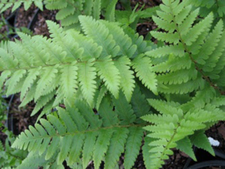 Dixie Wood Fern