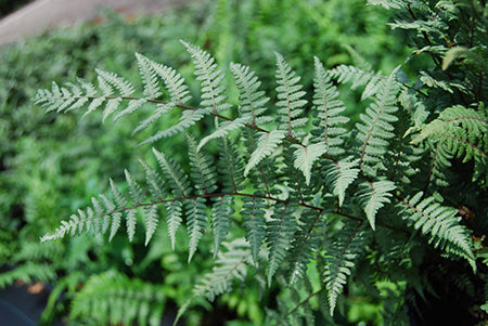 Ghost Fern