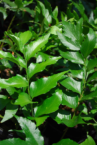 Japanese Holly Fern