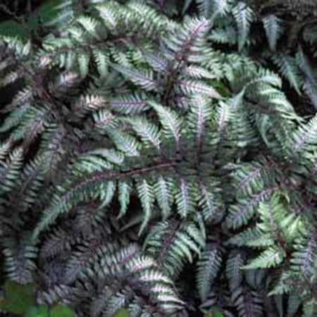 Japanese Painted Fern