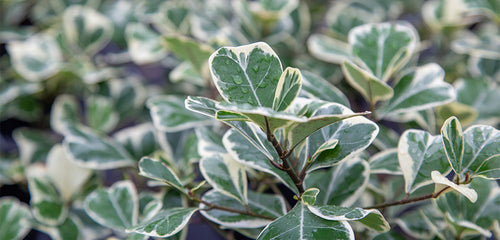 Variegated Ficus Triangularis