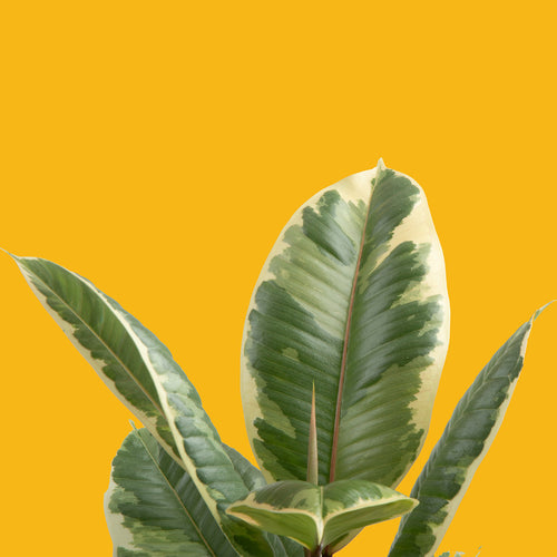 Brighten Your Home with Variegated Ficus