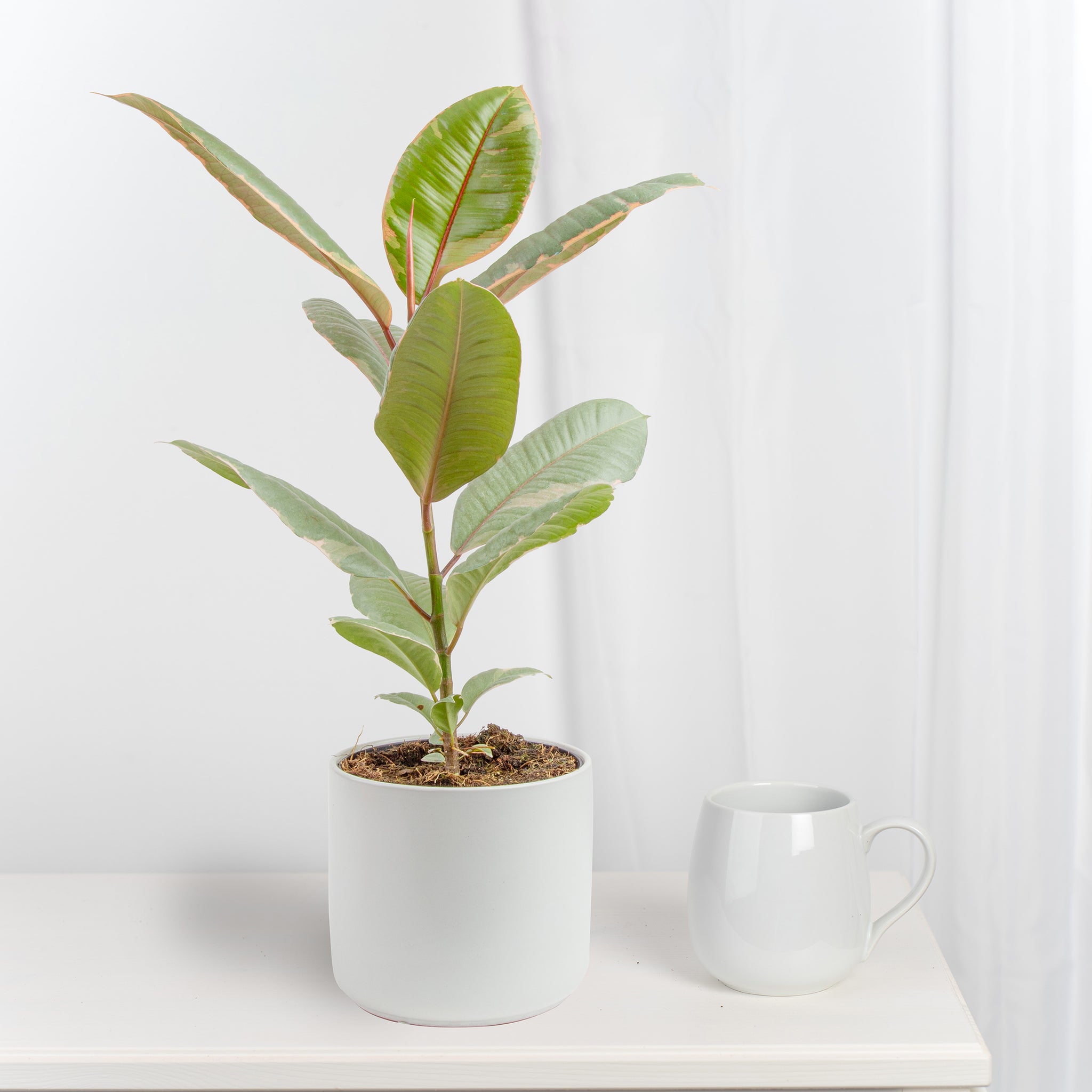 ficus ruby plant in mid century modern white pot, in someones home against a white curtain, with a coffee mug next to it