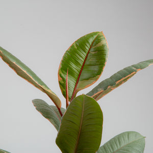 detail view of ficus ruby foliage, the leaves have pink and reddish edges around each leaf with varying degrees of green shades