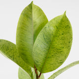 close up of leaf coloring and variagation on ficus shivereana leaves. leaves are light green with darker green spots and splatters