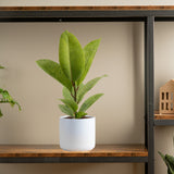 ficus shivereana plant in mid century modern white ceramic pot sitting on a wood and iron shelf in someones home