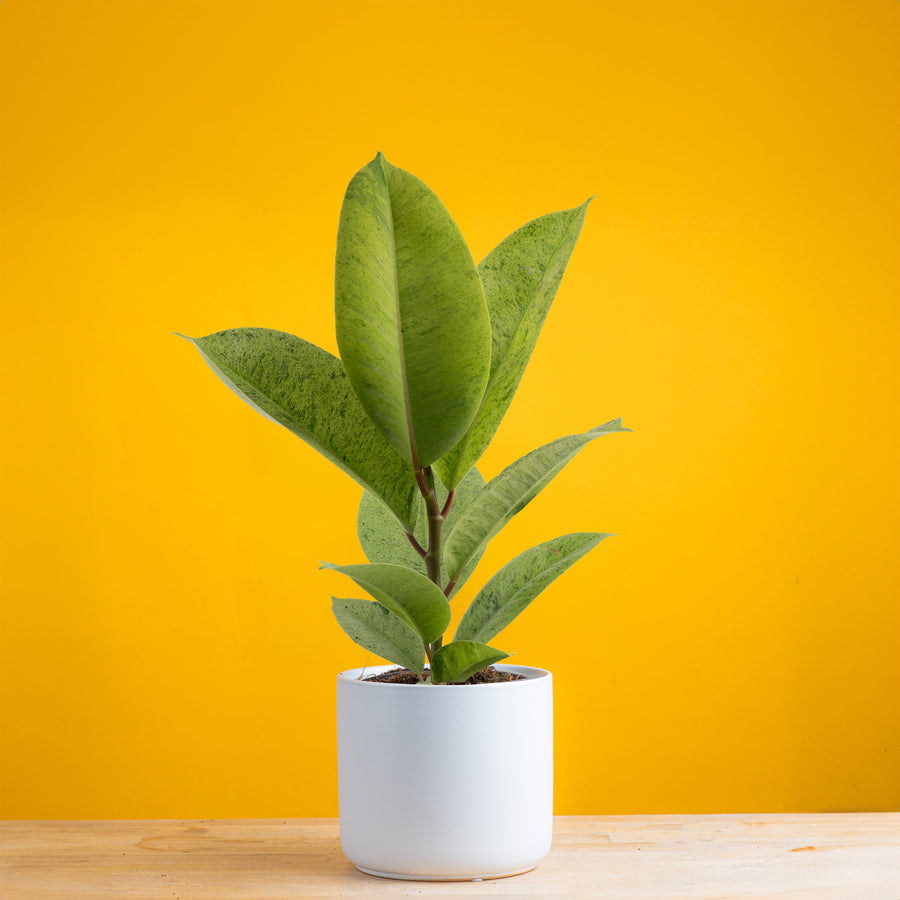 ficus shivereana in a mid century modern white ceramic pot set on a bright yellow background plant and pot are on a wooden table