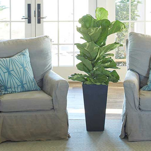 Fiddle Leaf Fig