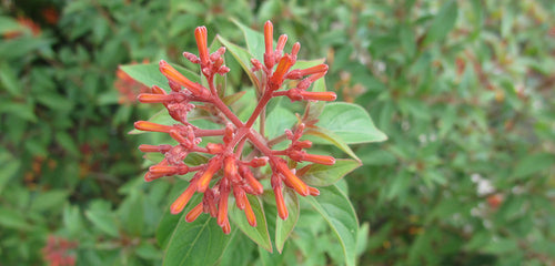 Firebush