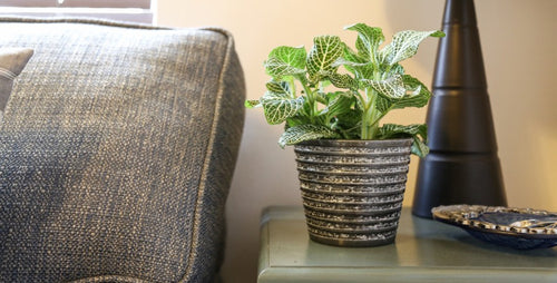 Design Inspiration -- Using Small Plants