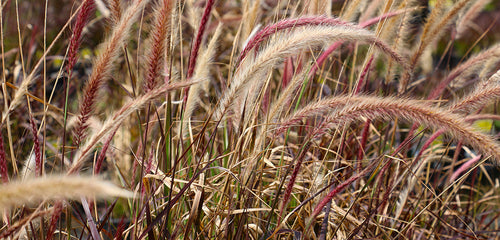 Purple Fountain Grass