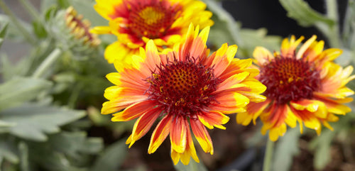 Blanket Flower