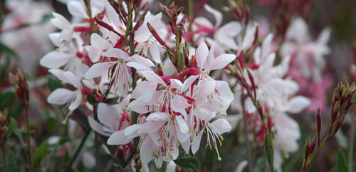 Gaura