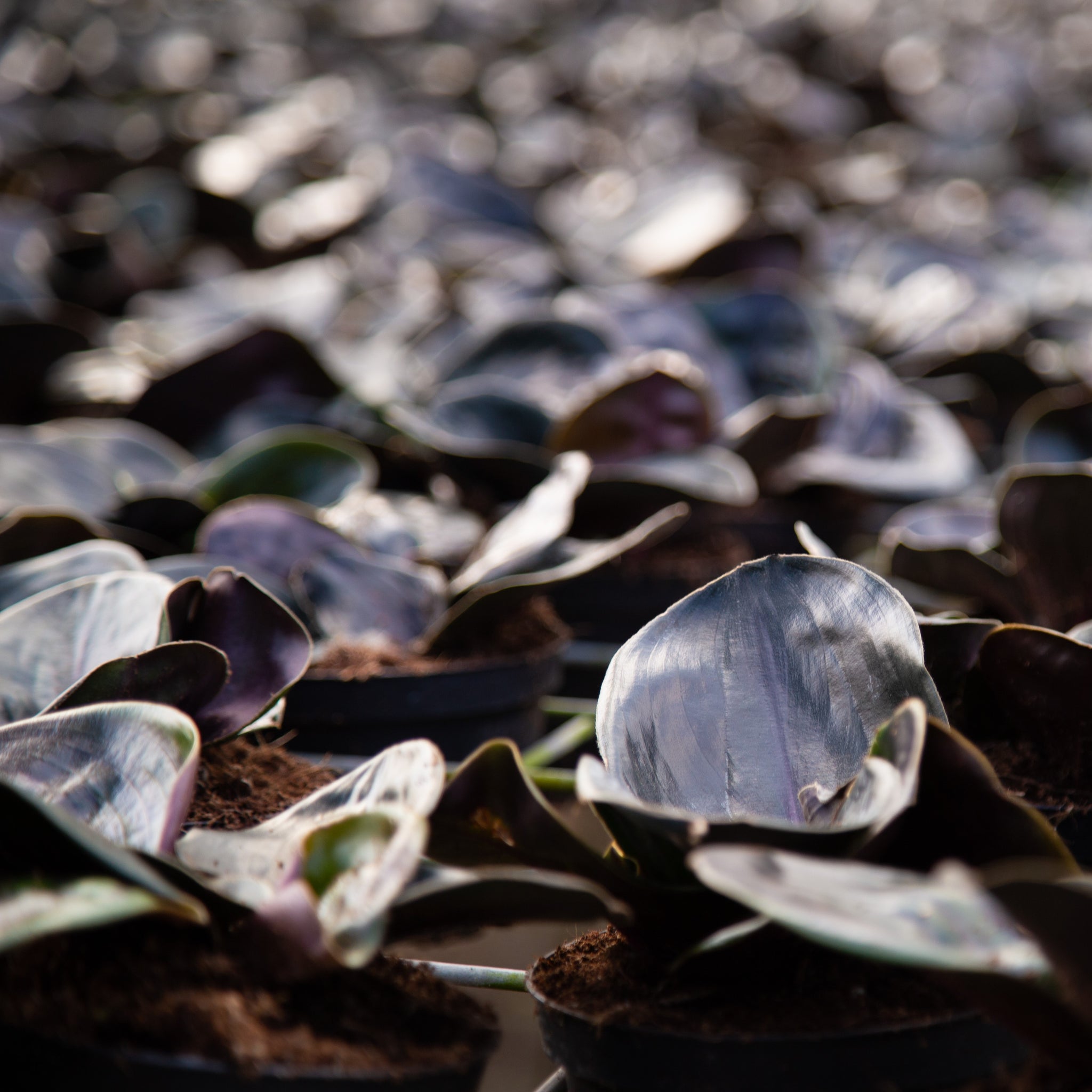 a field of Geogenanthus plants growing on a farm 