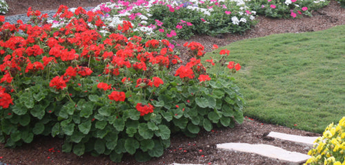 Geranium, Annual