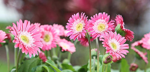 Gerbera Daisy