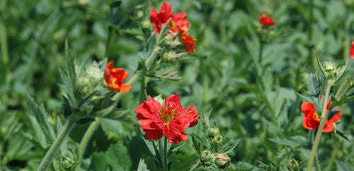 Geum