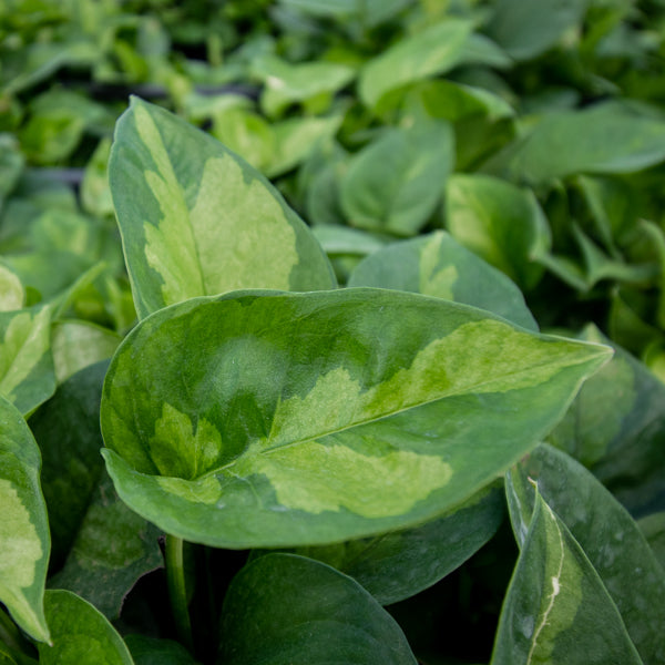 Global Green Pothos