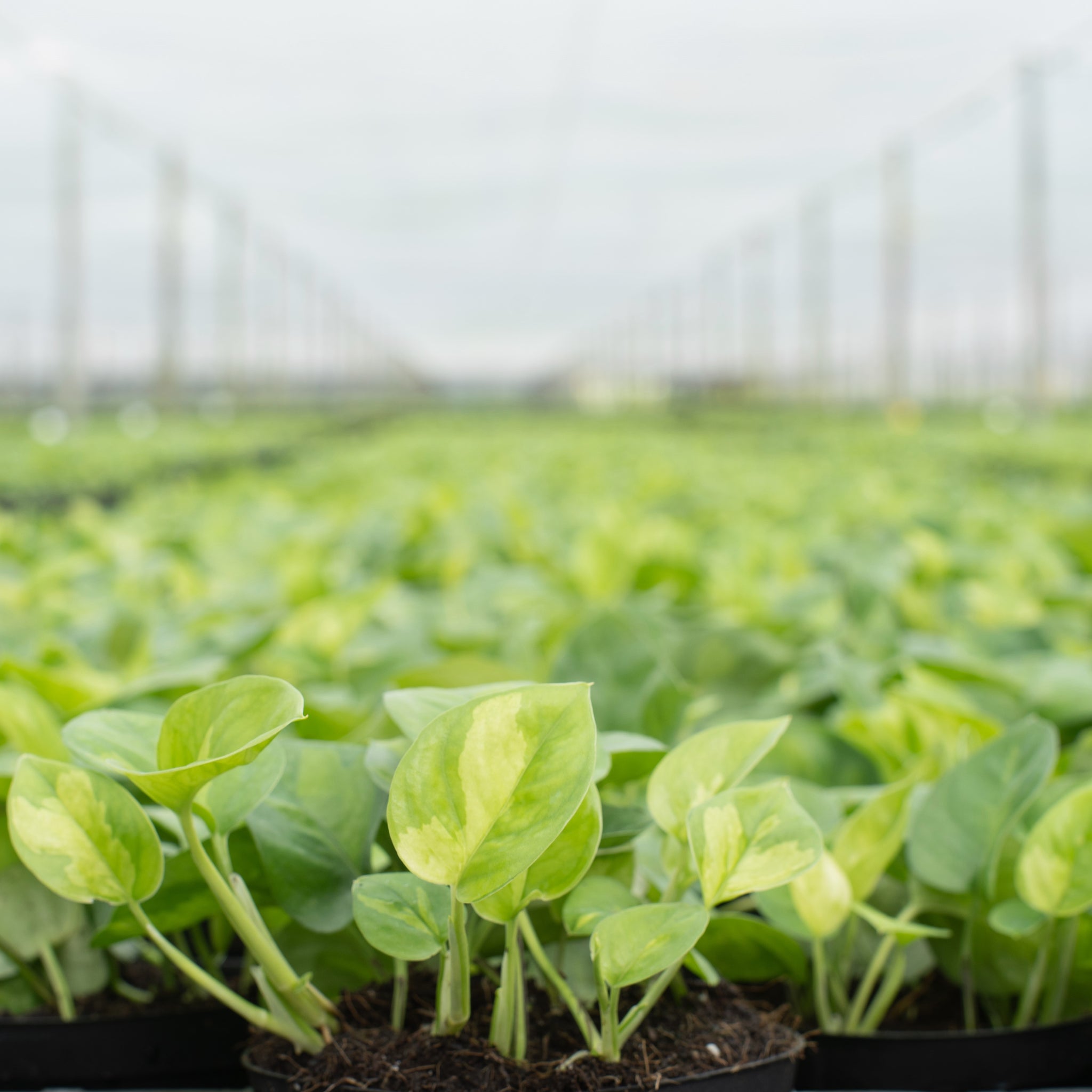 field of global green pothos growing on a farm 