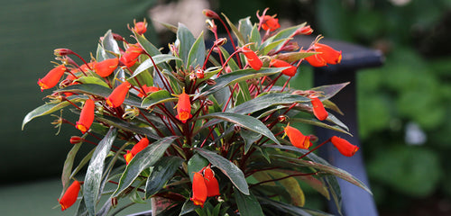 Bolivian Sunset Gloxinia