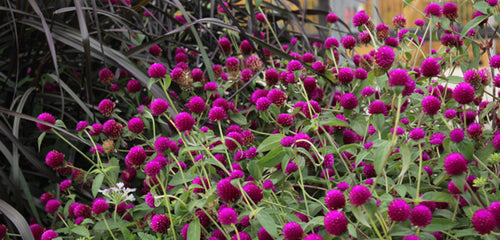 Globe Amaranth