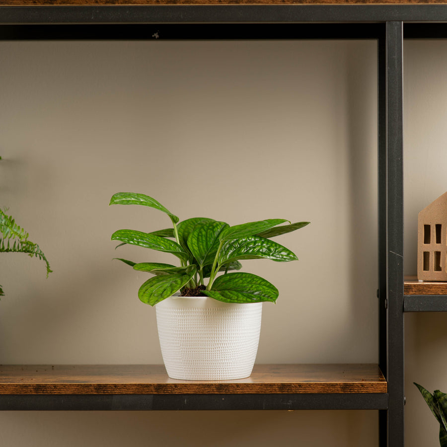 Green Galaxy or monstera peru in a white textured pot sitting atop a wood and iron shelf in someones home, the leaves a textured and shiny 