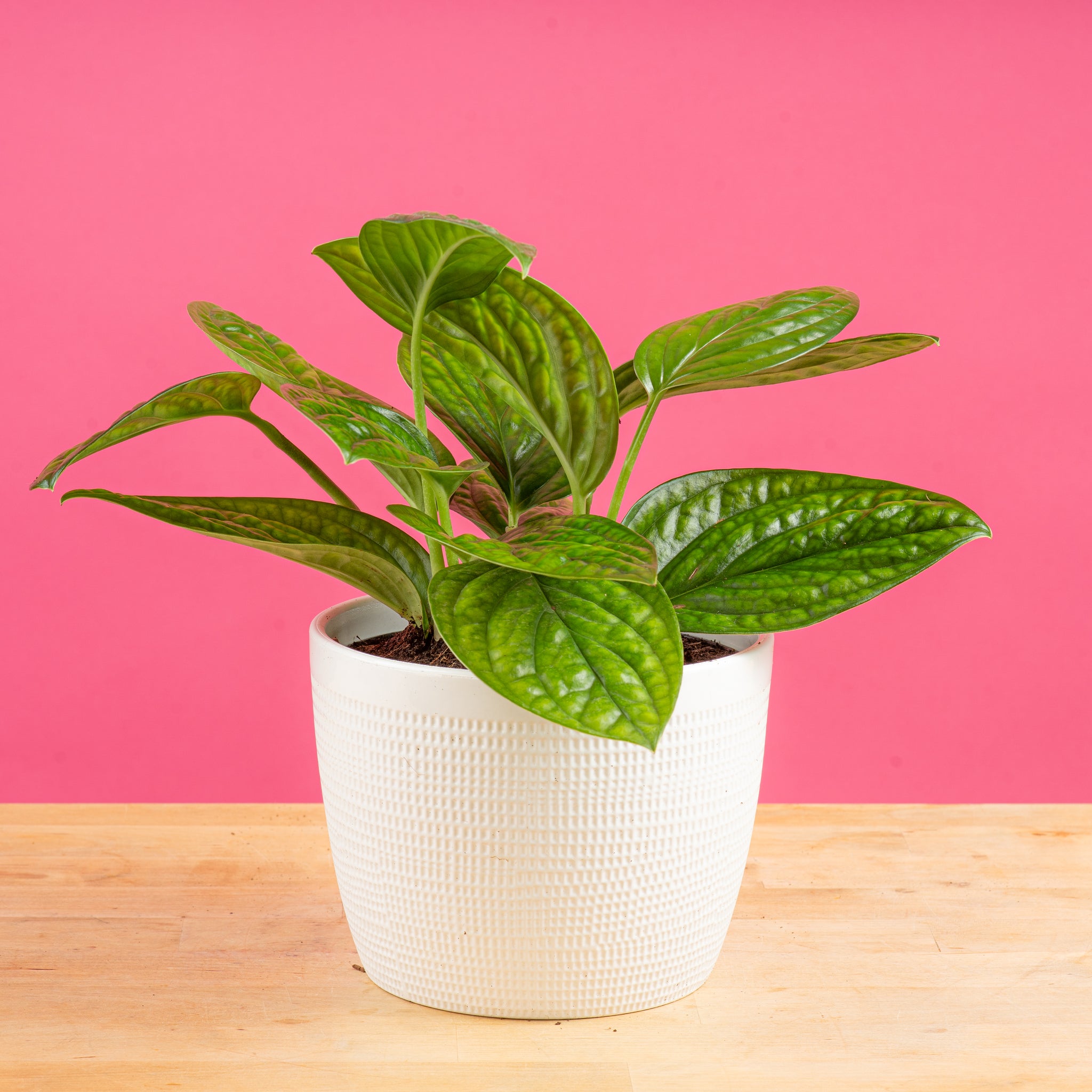 green galaxy or monstera peru plant in white textured pot set against a bright pink background