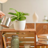 green galaxy or monstera peru in a white textured pot being watered by someone in their brightly lit living room 