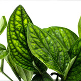 green galaxy or monstera peru detail view of foliage to show dark and light green leaves with deep veins that give the leaves a lot of texture