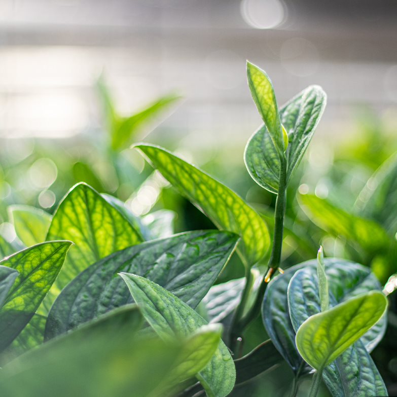 green galaxy or monstera peru foliage close up to see texture 