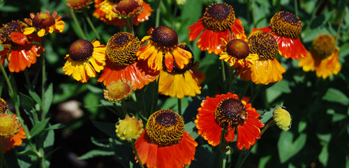 Helenium