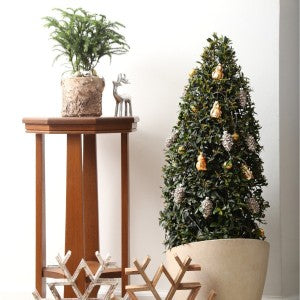 Deck the Halls with Surprising Holiday (House) Plants