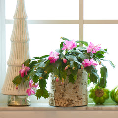 Pink Holiday Cactus on windowsill for holiday decor