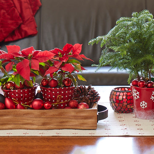 4 Favorite Holiday Plants