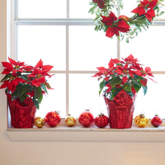 Red poinsettias on windowsill for holiday decor