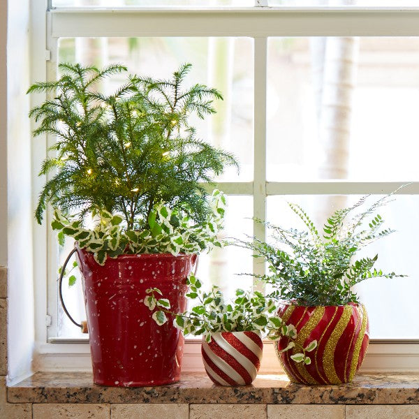 New Twists on Holiday Greenery