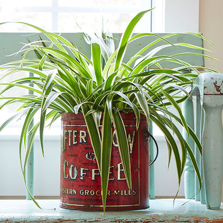 Spider Plant