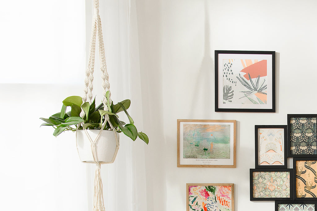 Scindapsus Moonlight Houseplant hanging in living room