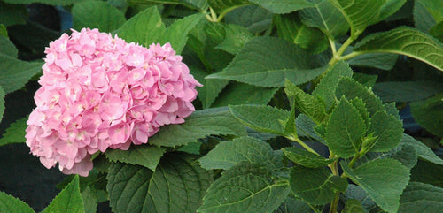 Hydrangea