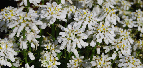 Candytuft