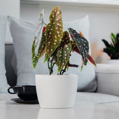 Begonia maculata, a variegated houseplant, in white ceramic pot