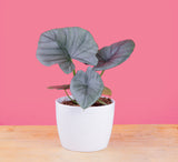 alocasia reginae plant in textured white pot set against a bright pink background