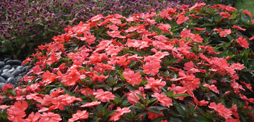 Impatiens, SunPatiens