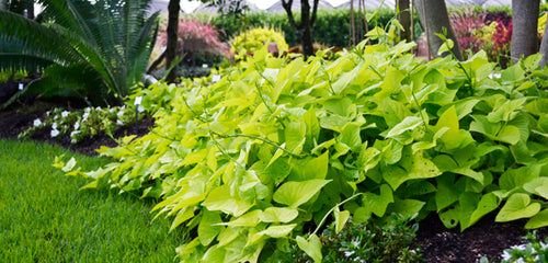 Sweet Potato Vine