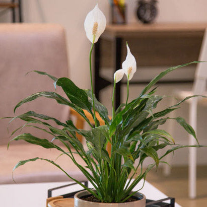 Jet Diamond Peace Lily