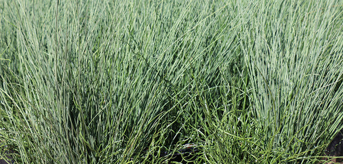 Juncus