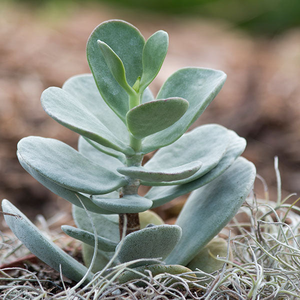 Kalanchoe farinacea