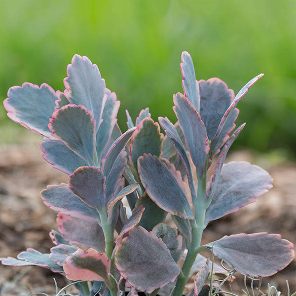 Variegated Kalanchoe