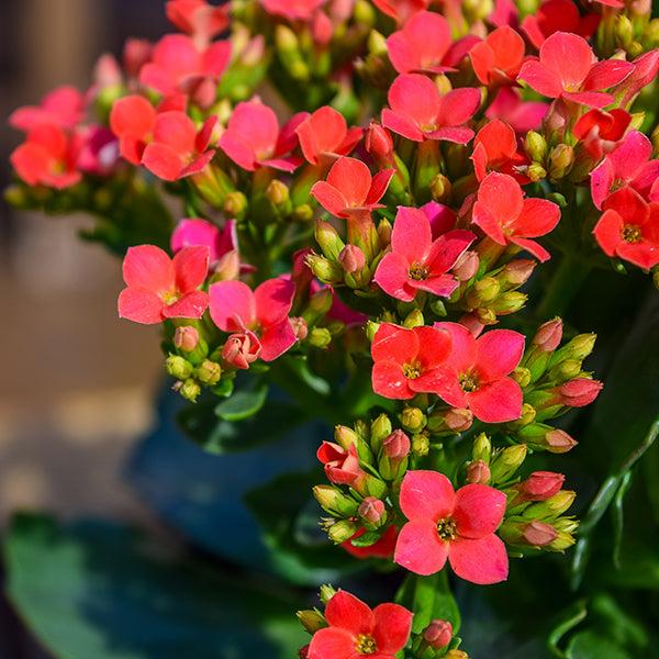 Kerinci Kalanchoe